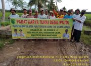 PKTD / ADDK Warga Desa Mulya Jaya Bergotong Royong Bersihkan Parit Tersier