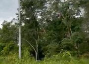Puluhan Tahun Desa Ulak Kembang Tidak Dialiri Listrik, Yang Terpasang Tiang Saja