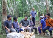 Tren Harga Karet di Muba Terus Naik