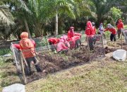 Dimasa Pandemi Covid-19 PKK Mekar Sari Kreatif Buat Kebun Tanaman Toga