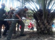 Menteri Pertanian Panen Padi di Cirebon, Plt.Bupati Muba Beni Hernedi Panen Buah Sawit di Desa Suka Damai Baru