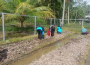 Gerakan PKK Desa Suka Jadi Melaksanakan Kegiatan Cocok Tanam di Kebun Toga