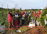KWT Mandiri Desa Pagar Desa Panen Pertama Hasil Kebun