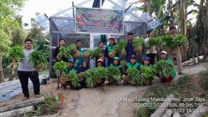 KWT Srikandi Maju Desa Talang Mandung Panen Perdana Sayur Program Ketahanan Pangan Desa