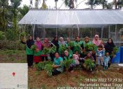 Pemdes Sumber Rejeki Panen Perdana Hasil KWT Desa