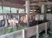 Pemdes Purwo Agung Laksanakan Program Ketahanan Panggan Bagikan 8 Ekor Sapi Kepada Kelompok Tani Desa