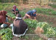 Pemdes Berlian Jaya Panen Sayuran-sayuran Hasil KWT Desa