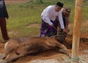 Panitia Hewan Qurban Idul Adha Desa Beji Mulyo Potong 21 Ekor Sapi Dan 15 Ekor Kambing