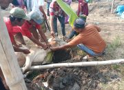 Hari Raya Qurban Barokah Masyarakat Perumpung Raya mendapat daging Qurban