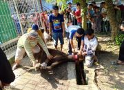 Sekda Sumsel Berikan Satu Ekor Sapi Untuk Qurban Di Masjid Baiturrahman Komplek Rusun
