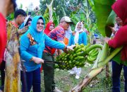 Pj Ketua PKK Muba Panen Pisang Cavendish Di Desa Tebing Bulang