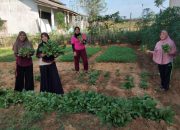 KWT Tunas Muda Desa Beji Mulyo Panen Sayuran-sayuran Ke 7 Kalinya