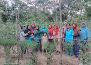 KWT Mentari Pagi Desa Senawar Jaya Penen Cabai Dan Sayuran