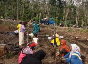 KWT Desa Mendis Tanam Sayur Sayuran Tingkatkan Ekonomi Dan Ketahanan Pangan