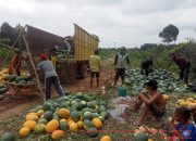 Pemdes Pagar Desa Panen 13 Ton Semangka Dari Hasil Program Pertama Ketahanan Pangan Desa