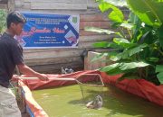 Pemdes Mekar Sari Ternak Ikan Lele Dalam Kegiatan Ketahanan Pangan Tahun 2024