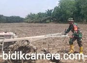 Sinergitas Koramil Babat Toman,demi Indonesia Emas 2045.dampingi Petani bercocok tanam.