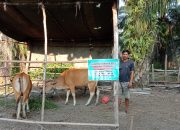 Pemdes Suka Damai Salurkan Hewan Ternak Sapi Dalam Kegiatan Ketahanan Pangan Kepada Kelompok Ternak
