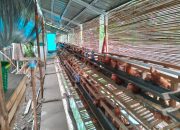 Pemdes TAS Adakan Program Ketahanan Pangan Desa Ayam Petelur