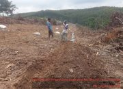 Pemdes Pagar Desa Kejar Penggarapan Lahan Kebun Semangka Dalam Program Ketahanan Pangan