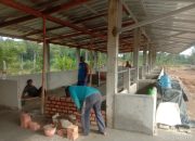 Pemdes Air Putih Ulu Bangun Kandang Sapi Bagi Kelompok Ternak Dalam Program Ketahanan Pangan
