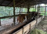 Pemdes Air Putih Ulu Bagikan Hewan Ternak Sapi Dalam Kegiatan Ketahanan Pangan Kepada Kelompok Peternak