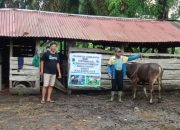 Pemdes Agung Jaya Bagikan Hewan Ternak Sapi Dalam Kegiatan Ketahanan Pangan Kepada Kelompok Peternak Sangkuriang