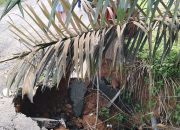 Plat Duiker Di Desa Sido Mukti Hampir Jebol, Pemkab Muba Dihimbau Dapat Segera Memperbaiki