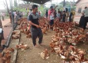 Kades Karang Anyar Menyambut Bulan Suci Ramadhan Bagikan Ayam Merah Pada Warga