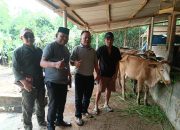 Pemdes Pulau Gading Salurkan 11 ekor Sapi Dalam Program Ketahanan Pangan Tahun 2024
