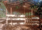 Kelompok Ternak Desa Lubuk Bintialo Bangun Kandang Sapi Untuk Meningkatkan Produktivitas Ternak