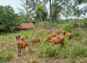 Pemdes Lubuk Bintialo Serahkan Sapi Dalam Program Ketahanan Pangan Tahun 2024