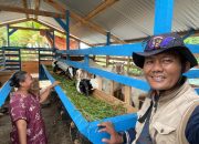 Pemdes Sari Agung Bangun Kandang Kambing Untuk Kelompok Ternak