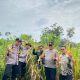 Camat, Kapolsek Dan Jajaran Bersama Babinsa Laksanakan Panen Jagung Program Ketahanan Pangan