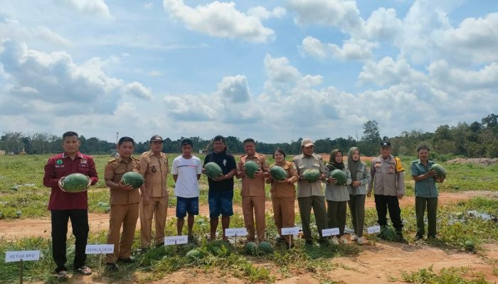 Pemdes Tanah Abang Melaksanakan Panen Semangka Dalam Rangka Program Ketahanan Pangan